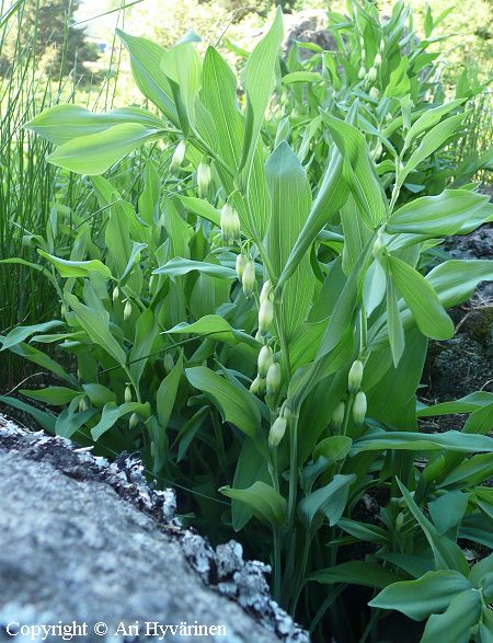 Polygonatum odoratum, kalliokielo